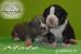 American Bully s PP ABKC  - Predaj
