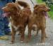 Nova Scotia Duck Tolling Retriever  - Sprzedaż