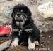 TIBETSKÁ DOGA-OCHRANCA MAJETKU - Predaj