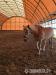 Haflinger Wallach - Verkauf