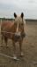 Haflinger Wallach - Verkauf