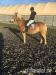 Haflinger Wallach - Verkauf