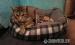 Siam Mix Kater - Schenkung