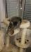 Siam Mix Kater - Schenkung