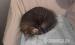 Siam Mix Kater - Schenkung