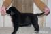 Labrador retriever - Prodej