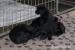 Labrador retriever - Prodej