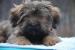 lhasa apso - Prodej