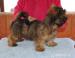 lhasa apso - Prodej