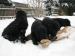 Flat Coated Retriever - Prodej