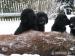 Flat Coated Retriever - Prodej