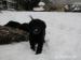Flat Coated Retriever - Prodej