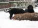 Flat Coated Retriever - Prodej