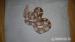 Albino Boa constrictor - Prodej