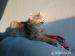 Britsky GOLDEN mackrel tabby kocurik na krytie - Výmena