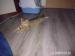 Britsky GOLDEN mackrel tabby kocurik na krytie - Výmena