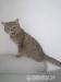 Britsky GOLDEN mackrel tabby kocurik na krytie - Výmena