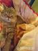 Britsky GOLDEN mackrel tabby kocurik na krytie - Výmena