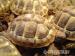 Griechische Landschildkröten, Testudo hermanni - Verkauf