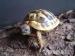Griechische Landschildkröten, Testudo hermanni - Verkauf