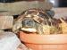 Griechische Landschildkröten - Verkauf