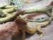 Pogona-Vitticeps, Farbbartagame, red - Verkauf