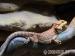 Pogona-Vitticeps, Farbbartagame, red - Verkauf