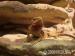 Pogona-Vitticeps, Farbbartagame, red - Verkauf