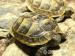 Maurische Landschildkröten (Testudo graeca ibera) - Verkauf