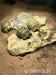 Maurische Landschildkröten (Testudo graeca ibera) - Verkauf