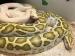 2 Tigerpythons abzugeben - Verkauf