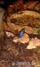 Dendrobates tinctorius Azureus, Blauer Baumsteiger - Verkauf