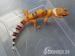 Biete Leopardgecko Nachzuchten 2016 in Hamburg an - Verkauf