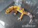 Biete Leopardgecko Nachzuchten 2016 in Hamburg an - Verkauf