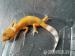 Biete Leopardgecko Nachzuchten 2016 in Hamburg an - Verkauf