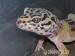 Kräftiges Leopardgecko Weibchen - Verkauf