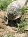 Griechische Landschildkröten weiblich - Verkauf