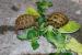 Junge Landschildkröten Nachzucht 2016 - Verkauf
