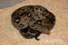 Boa Constrictor Imperator Pärchen - Verkauf