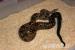 Boa Constrictor Imperator Pärchen - Verkauf
