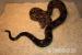 Boa Constrictor Imperator Pärchen - Verkauf