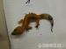 Leopardgeckos aus eigener Zucht abzugeben - Verkauf
