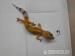 Leopardgeckos aus eigener Zucht abzugeben - Verkauf