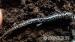 Nachzuchten von Plethodon glutinosus - Verkauf