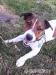 Jerry-jack russell terier - Darování