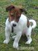 Jerry-jack russell terier - Darování
