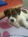 Jerry-jack russell terier - Darování
