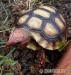 Köhlerschildkröten, Chelonoidis carbonaria - Verkauf