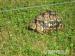 Pantherschildkröten - Verkauf