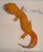 Kaufe Leopardgecko Tangerine - Kauf